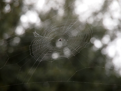 [The threads coming from the center of this web are anchored to two thread which are way outside of the center portion.]